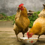 How to feed broilers correctly in summer?