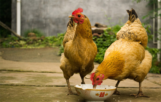How to feed broilers correctly in summer?