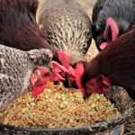 What are the benefits of feeding chicken with rice bran?