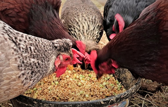 What are the benefits of feeding chicken with rice bran?