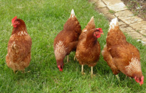 chickens4