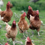 six chicken hens