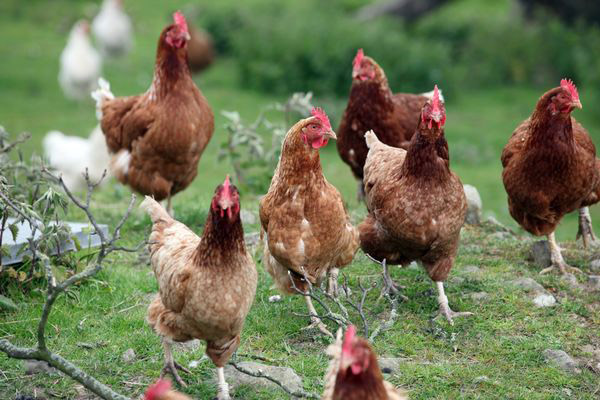 poultry farming business