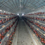 poultry farming equipment