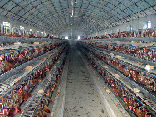 poultry farming equipment