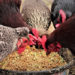 What are the Benefits of Feeding Chicken With Rice Bran?